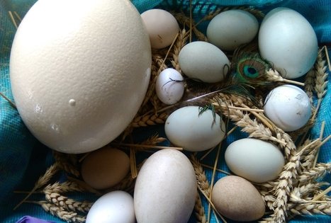 Saulės vartų Romuva