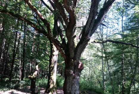 Mikierių pažintinis-nuotykių takas