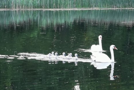 Sodyba „Joginta“