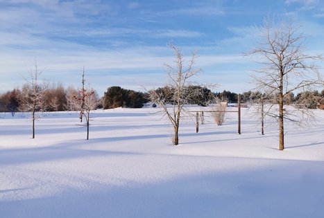 Homestead "Mockynė"