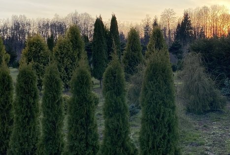 Sodyba „Glorija“