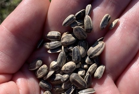 Sodyba „Molinė saulėgrąža“