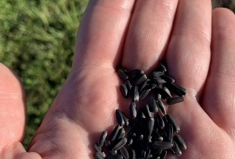 Sodyba „Molinė saulėgrąža“