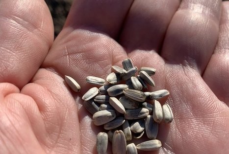 Sodyba „Molinė saulėgrąža“