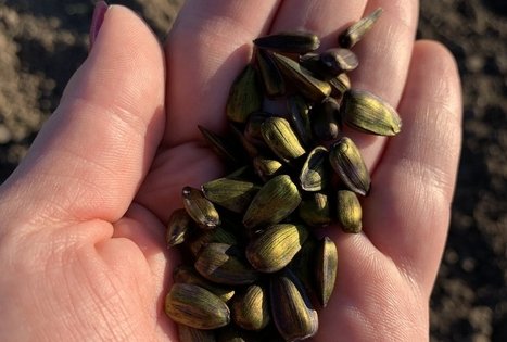 Sodyba „Molinė saulėgrąža“