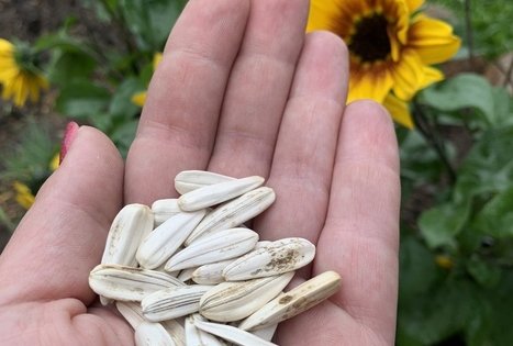 Sodyba „Molinė saulėgrąža“