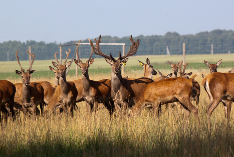The Sodeliskiai Estate
