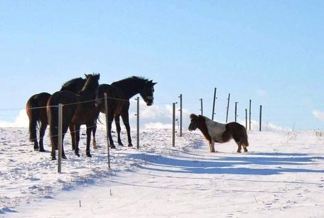 Žirgynas Kanapeckų ūkyje