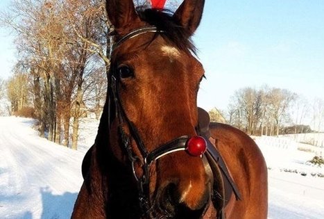 Žirgynas Kanapeckų ūkyje