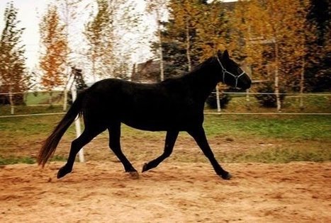 Žirgynas Kanapeckų ūkyje