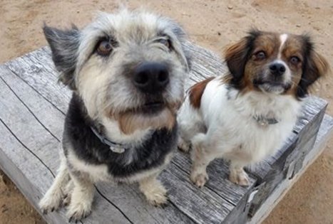 Žirgynas Kanapeckų ūkyje