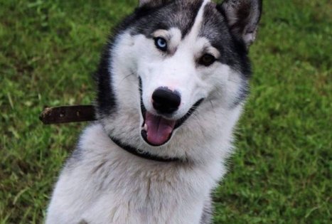 Žirgynas Kanapeckų ūkyje