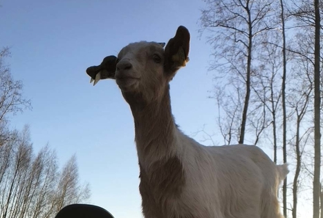 Ievos Šiurnės ūkis