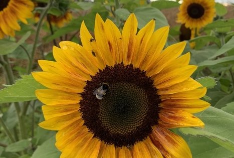 Sodyba „Molinė saulėgrąža“