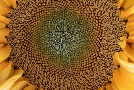 Sodyba „Molinė saulėgrąža“