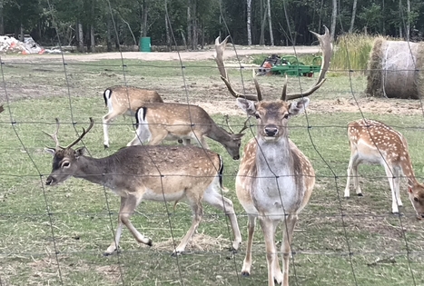 Ievos Šiurnės ūkis