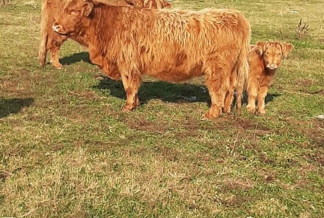 Ievos Šiurnės ūkis