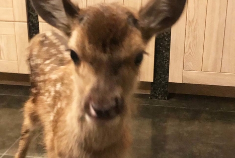 Ievos Šiurnės ūkis