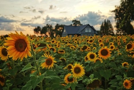 Sodyba „Molinė saulėgrąža“