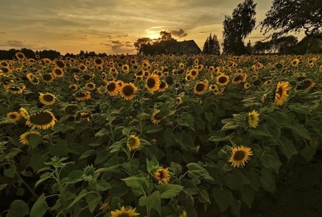 Sodyba „Molinė saulėgrąža“