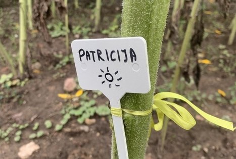 Sodyba „Molinė saulėgrąža“