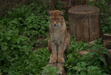 Mindaugas Ivanauskas Private Zoo 