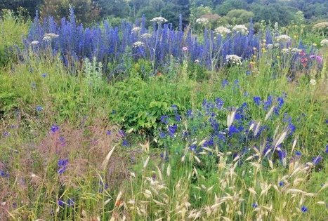 Jadvygos Balvočiūtės ūkis