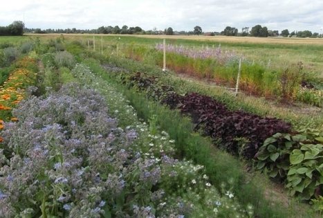 Jadvygos Balvočiūtės ūkis