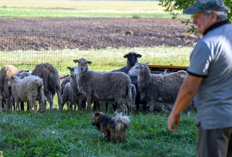Juozo Songailos ekologinis ūkis