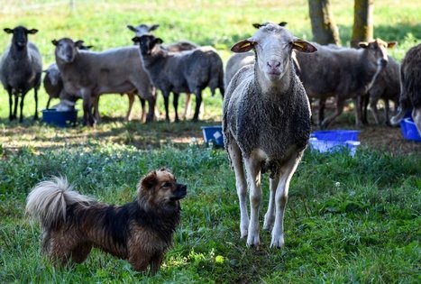 Juozo Songailos ekologinis ūkis