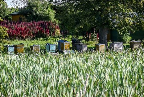 Juozo Songailos ekologinis ūkis