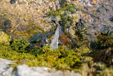Spring of St John the Baptist in Kavarskas