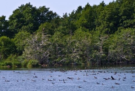 Plazė Lake Birdwatching Hut