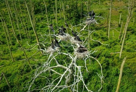Heron and cormorant colony