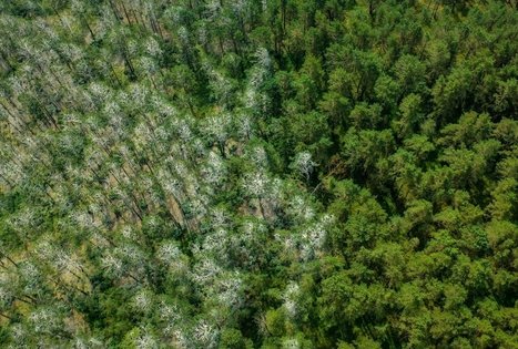 Heron and cormorant colony
