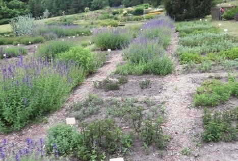 Botanical Garden of Klaipeda University