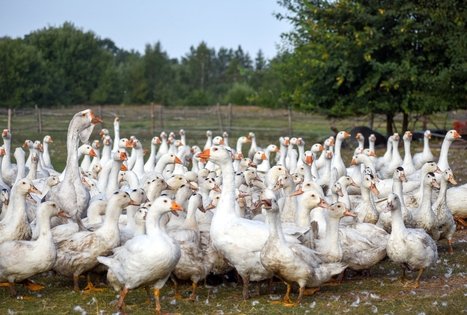 Homestead "Kukarskė"