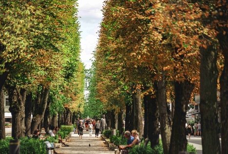 Miško Takas 63. Vaišvydava – Kaunas.