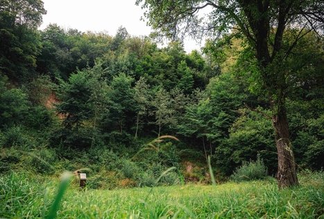 Lelyko river outcrop