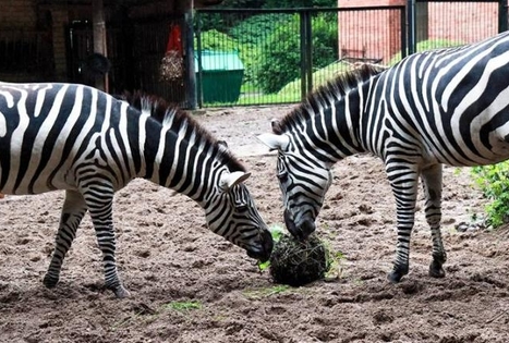 Lietuvos zoologijos sodas
