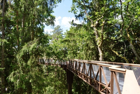 The Treetop Walking Path