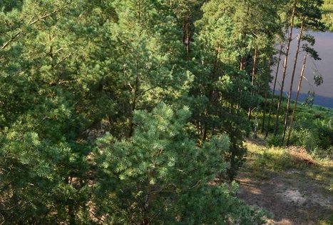 Observation Tower in Merkine