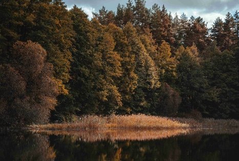 Forest Trail 52. Veisiejai – Trikojis.
