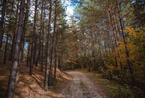 Forest Trail 52. Veisiejai – Trikojis.