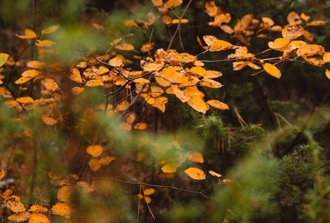 Forest Trail 52. Veisiejai – Trikojis.