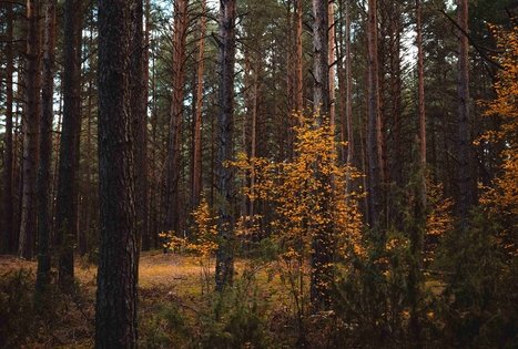 Forest Trail 52. Veisiejai – Trikojis.