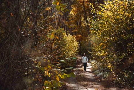 Forest Trail 52. Veisiejai – Trikojis.