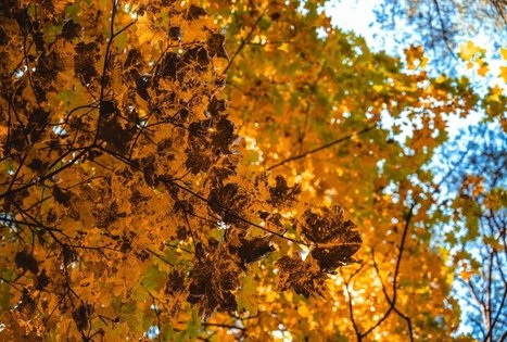 Forest Trail 52. Veisiejai – Trikojis.
