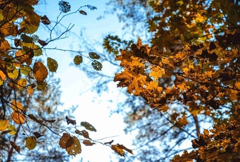 Forest Trail 52. Veisiejai – Trikojis.