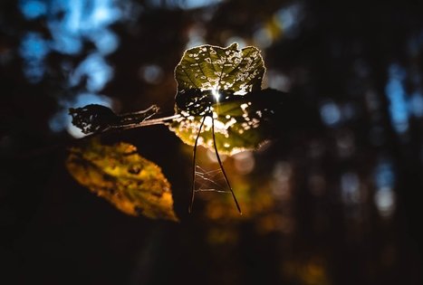 Forest Trail 52. Veisiejai – Trikojis.